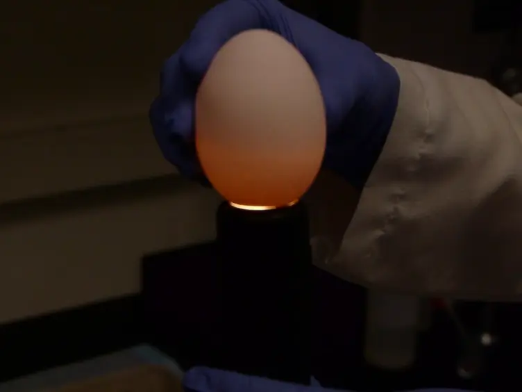 Influenza Virus Propagation in Embryonated Chicken Eggs
