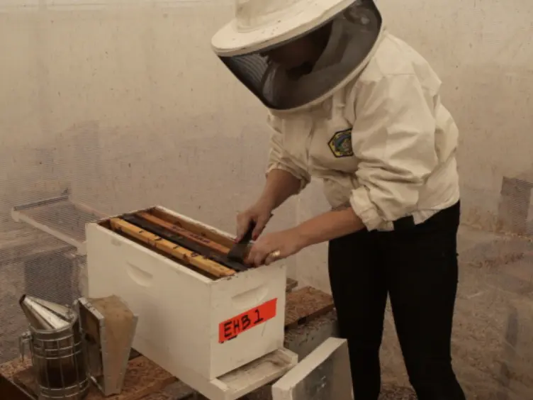 Methods for Comparing Nutrients in Beebread Made by Africanized and European Honey Bees and the Effects on Hemolymph Protein Titers