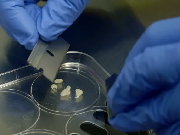 Using Fluorescence Activated Cell Sorting to Examine Cell-Type-Specific Gene Expression in Rat Brain Tissue