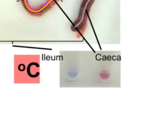 Loop-mediated Isothermal Amplification (LAMP) Assays for the Species-specific Detection of <em>Eimeria</em> that Infect Chickens