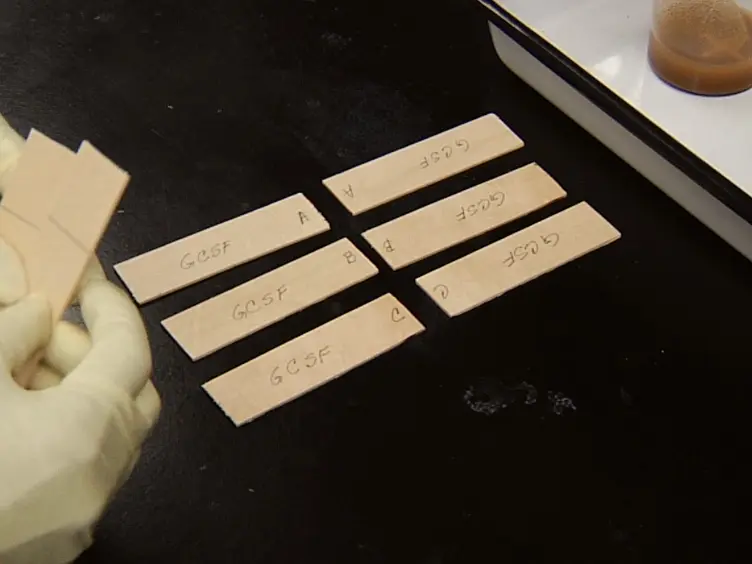 Preparation and Testing of Plant Seed Meal-based Wood Adhesives
