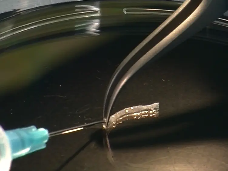 Generation and Grafting of Tissue-engineered Vessels in a Mouse Model