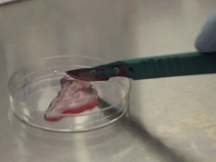 Utilizing Murine Inducible Telomerase Alleles in the Studies of Tissue Degeneration/Regeneration and Cancer
