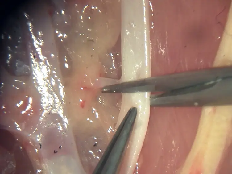 Step By Step: Microsurgical training method combining two nonliving animal models