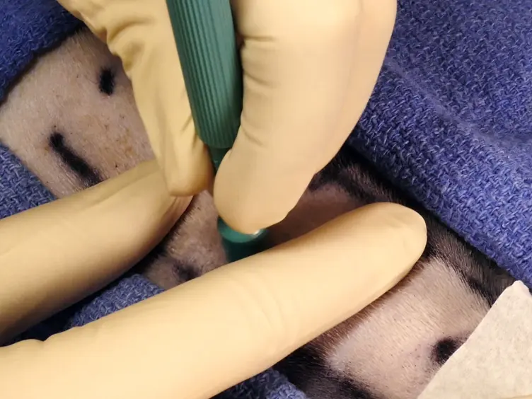 Demonstration of the Rat Ischemic Skin Wound Model