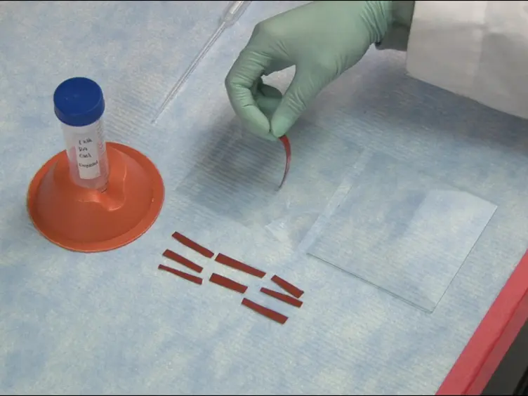 Simple Polyacrylamide-based Multiwell Stiffness Assay for the Study of Stiffness-dependent Cell Responses