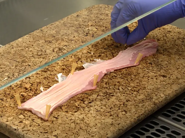 Production, Characterization and Potential Uses of a 3D Tissue-engineered Human Esophageal Mucosal Model