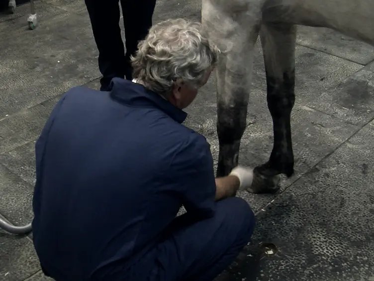 <em>In Vivo</em> Imaging and Tracking of Technetium-99m Labeled Bone Marrow Mesenchymal Stem Cells in Equine Tendinopathy