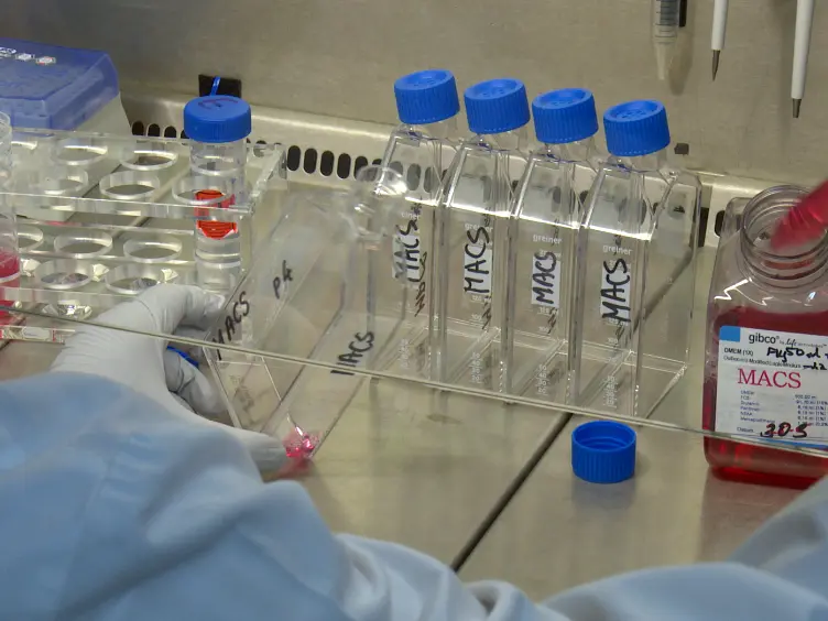 Assessment of Endothelial Cell Migration After Exposure to Toxic Chemicals