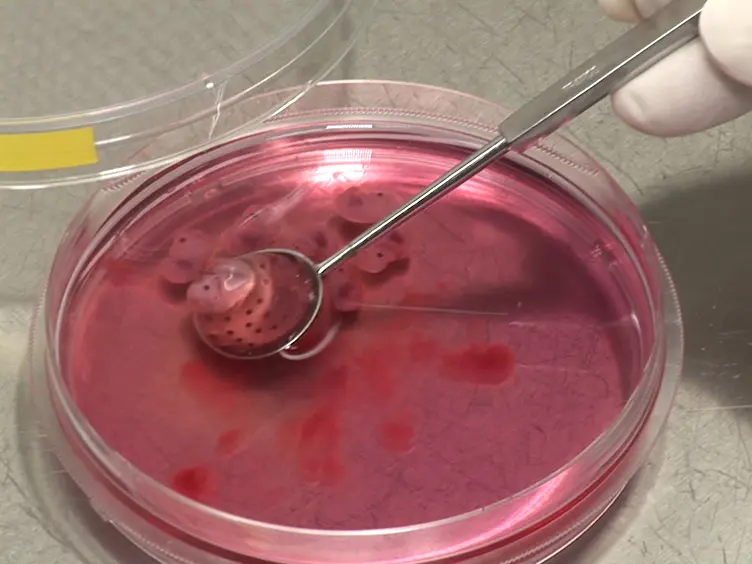 Characterization of Thymic Settling Progenitors in the Mouse Embryo Using <em>In Vivo</em> and <em>In Vitro</em> Assays