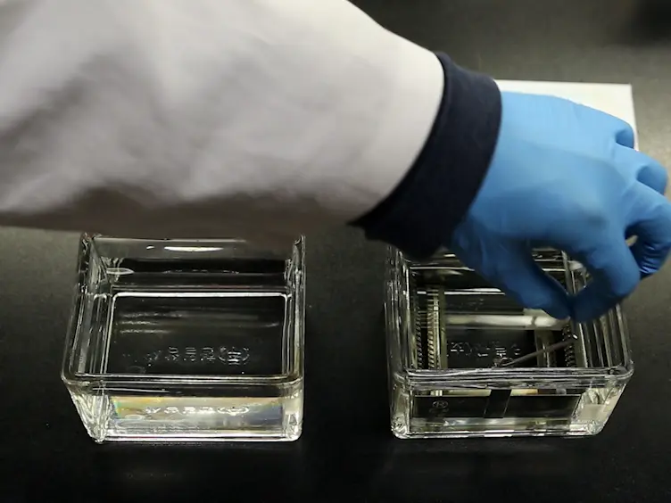 <em>In Situ</em> Detection of Bacteria within Paraffin-embedded Tissues Using a Digoxin-labeled DNA Probe Targeting 16S rRNA