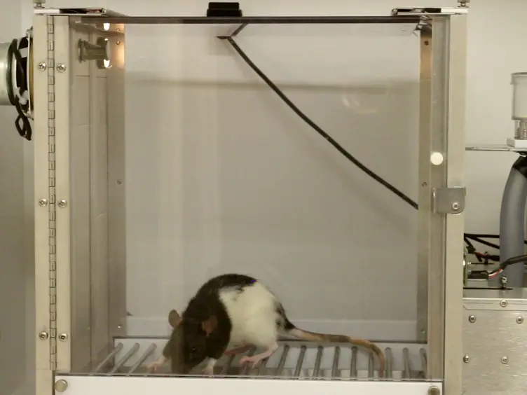 A Method for Remotely Silencing Neural Activity in Rodents During Discrete Phases of Learning