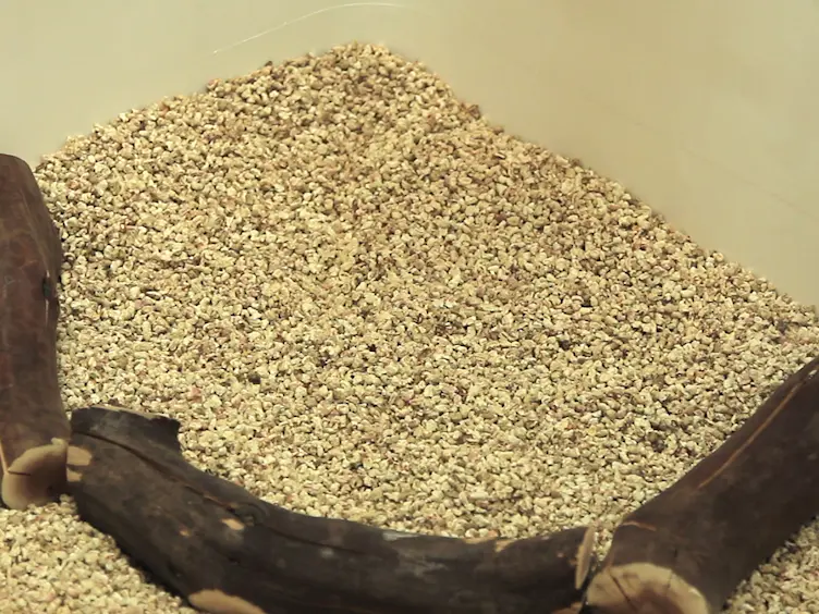 A Protocol for Housing Mice in an Enriched Environment