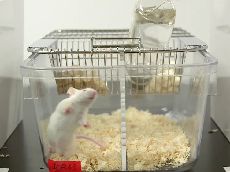 A Mouse Model of Subchronic and Mild Social Defeat Stress for Understanding Stress-induced Behavioral and Physiological Deficits