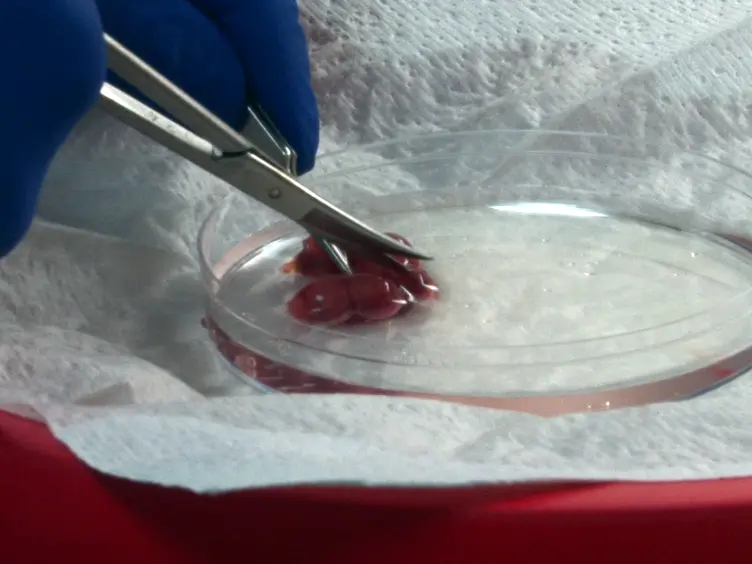 Method of Studying Palatal Fusion using Static Organ Culture