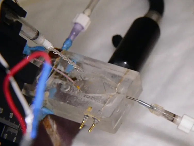 Electrophysiology on Isolated Brainstem-spinal Cord Preparations from Newborn Rodents Allows Neural Respiratory Network Output Recording