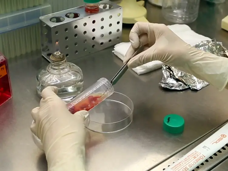 A Novel Culture Model for Human Pluripotent Stem Cell Propagation on Gelatin in Placenta-conditioned Media