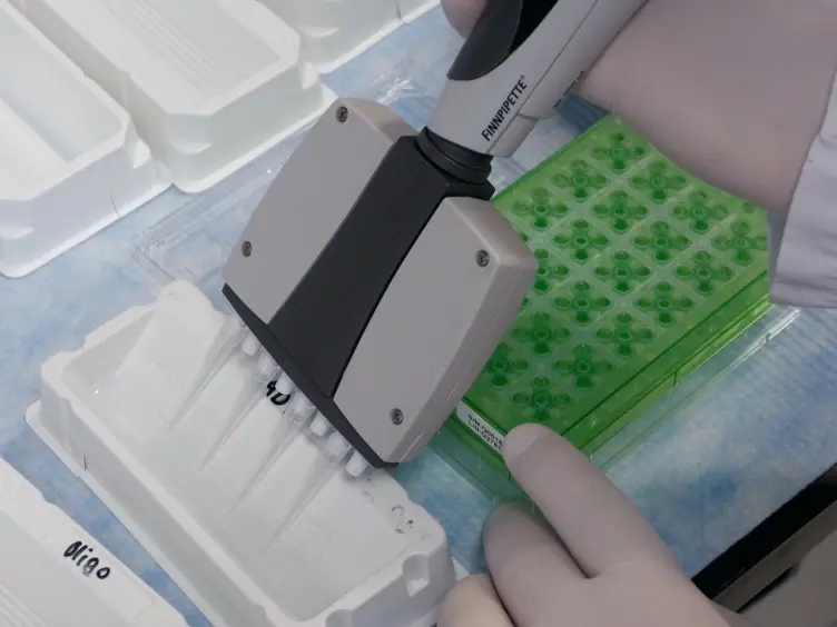 Using Isolated Mitochondria from Minimal Quantities of Mouse Skeletal Muscle for High throughput Microplate Respiratory Measurements