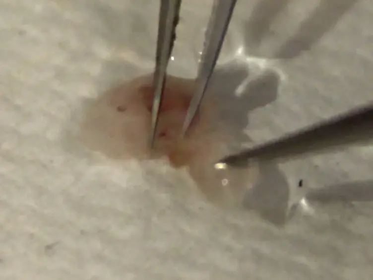 Using <em>Ex Vivo</em> Upright Droplet Cultures of Whole Fetal Organs to Study Developmental Processes during Mouse Organogenesis