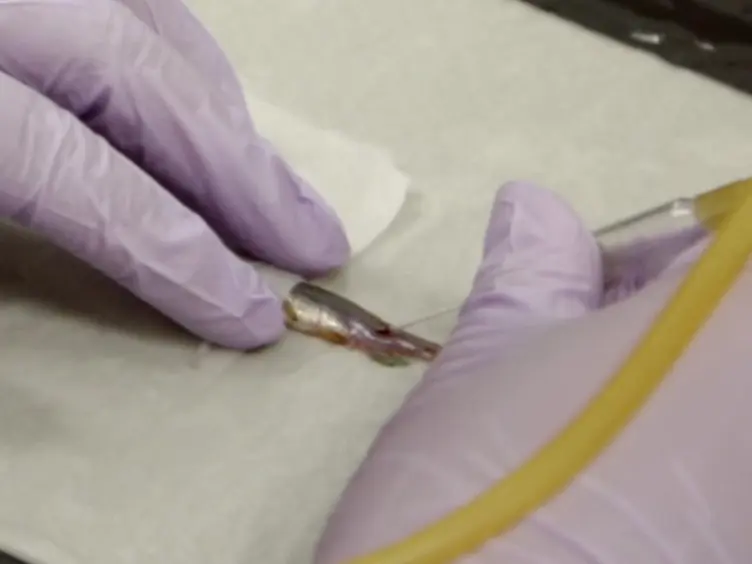 Repeated Blood Collection for Blood Tests in Adult Zebrafish