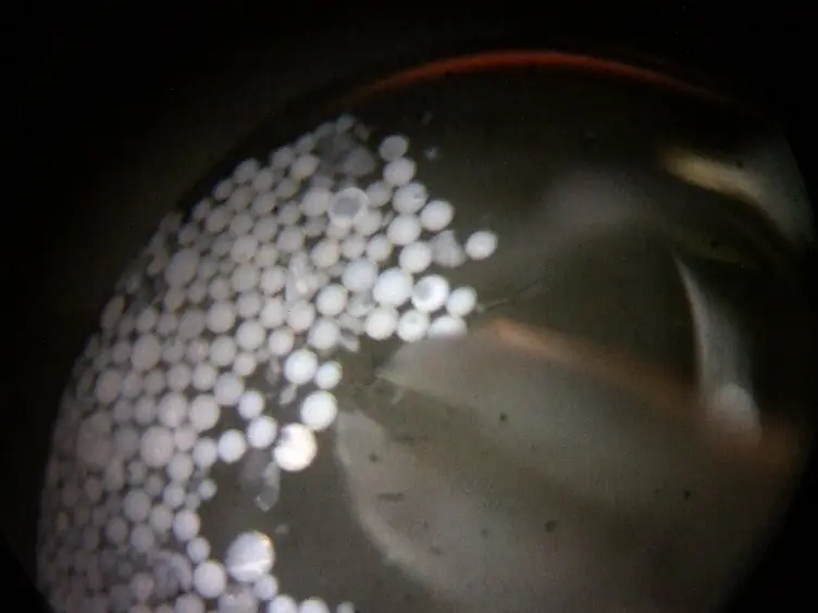 Grafting of Beads into Developing Chicken Embryo Limbs to Identify Signal Transduction Pathways Affecting Gene Expression
