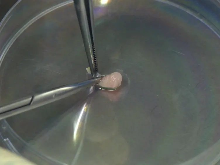 Isolation of Sertoli Cells and Peritubular Cells from Rat Testes
