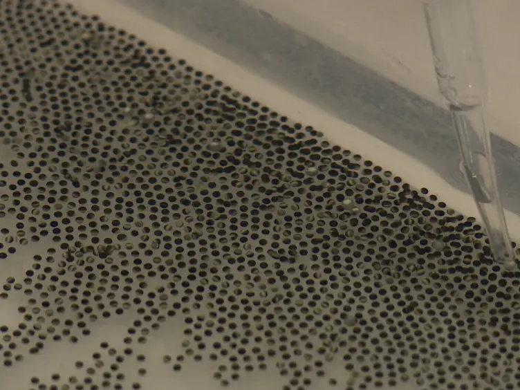 A Cell Free Assay to Study Chromatin Decondensation at the End of Mitosis