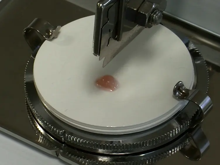 <em>Ex Vivo</em> Culture of Chick Cerebellar Slices and Spatially Targeted Electroporation of Granule Cell Precursors