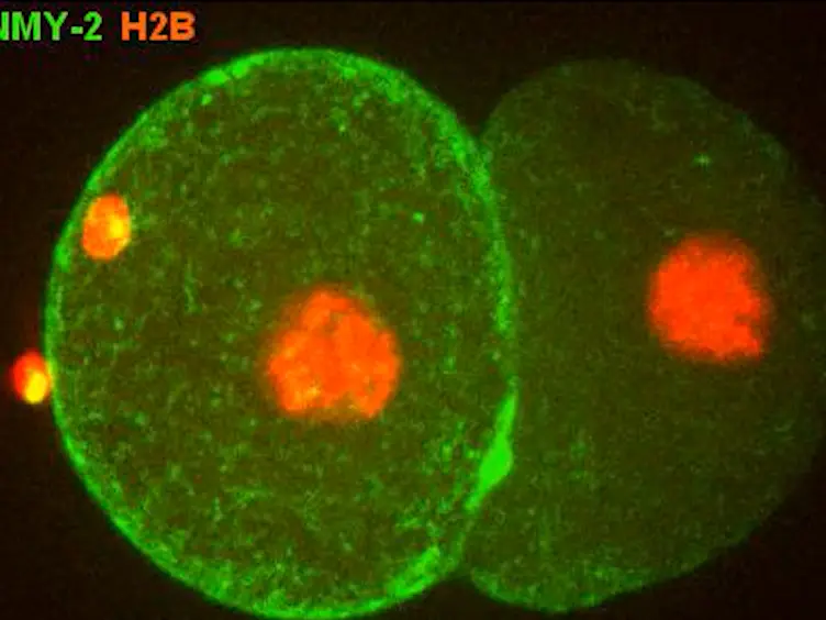 Tracking and Quantifying Developmental Processes in <em>C. elegans</em> Using Open-source Tools