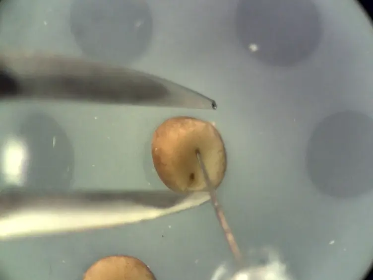 Stem cell-like <em>Xenopus</em> Embryonic Explants to Study Early Neural Developmental Features <em>In Vitro</em> and <em>In Vivo</em>