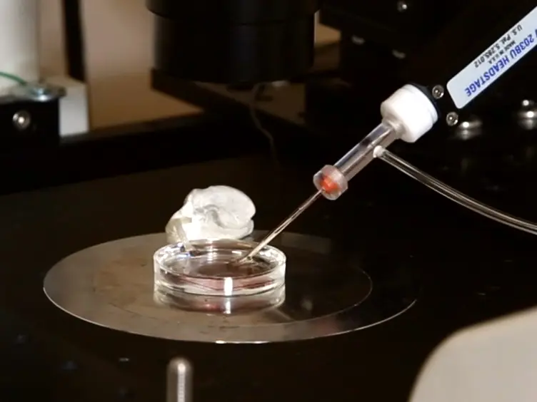 Optical Control of Living Cells Electrical Activity by Conjugated Polymers