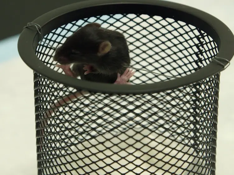 A Battery of Motor Tests in a Neonatal Mouse Model of Cerebral Palsy