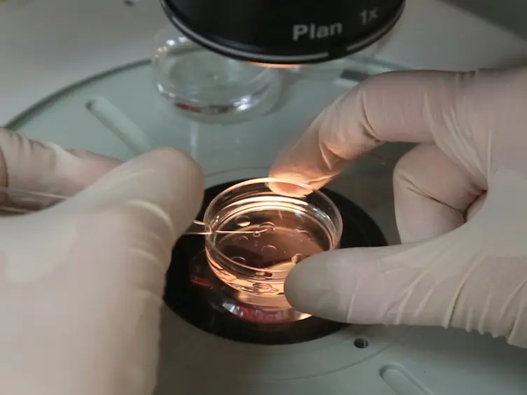 Isolation and Characterization of Mouse Antral Oocytes Based on Nucleolar Chromatin Organization
