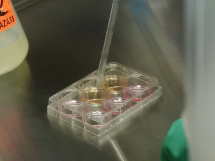 Culturing Human Pluripotent and Neural Stem Cells in an Enclosed Cell Culture System for Basic and Preclinical Research