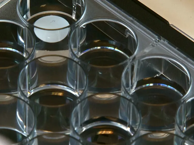 Assessing Specificity of Anticancer Drugs <em>In Vitro</em>