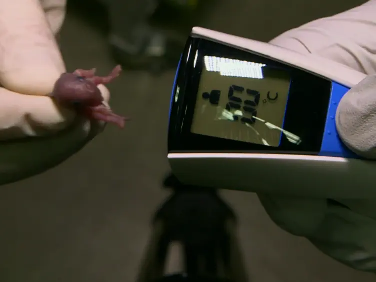 Recording Mouse Ultrasonic Vocalizations to Evaluate Social Communication