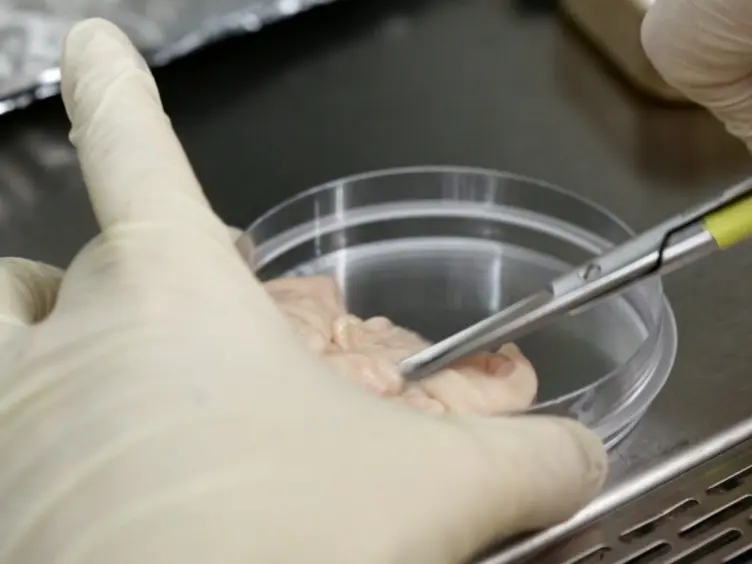 Isolation and Differentiation of Adipose-Derived Stem Cells from Porcine Subcutaneous Adipose Tissues