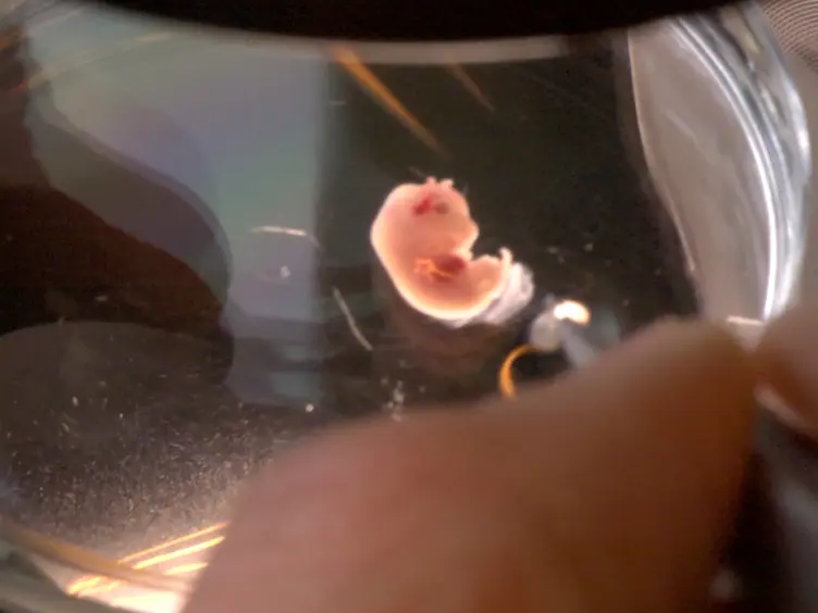 Studying Wnt Signaling During Patterning of Conducting Airways