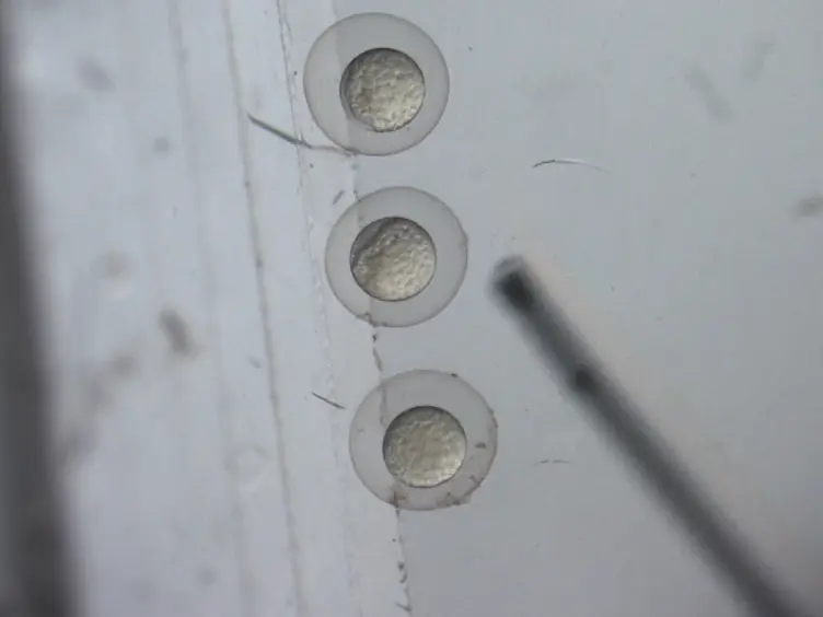 Analysis of Zebrafish Kidney Development with Time-lapse Imaging Using a Dissecting Microscope Equipped for Optical Sectioning