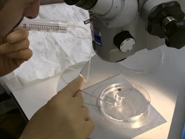 A Step by Step Protocol for Subretinal Surgery in Rabbits