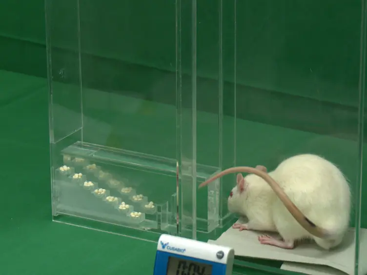A Novel Approach to Assess Motor Outcome of Deep Brain Stimulation Effects in the Hemiparkinsonian Rat: Staircase and Cylinder Test