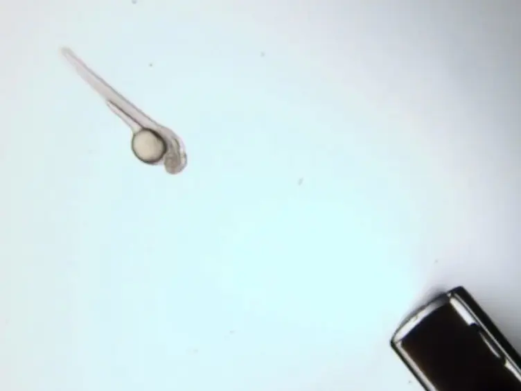 Using Light Sheet Fluorescence Microscopy to Image Zebrafish Eye Development