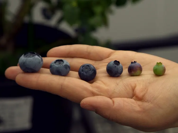 Construction of Models for Nondestructive Prediction of Ingredient Contents in Blueberries by Near-infrared Spectroscopy Based on HPLC Measurements