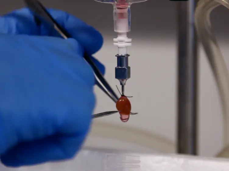 Isolation of Murine Coronary Vascular Smooth Muscle Cells
