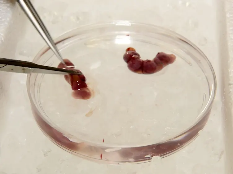 <em>In Vitro</em> Culture of Epicardial Cells From Mouse Embryonic Heart