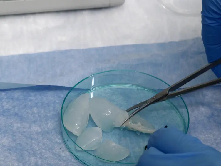 Generation of ESC-derived Mouse Airway Epithelial Cells Using Decellularized Lung Scaffolds