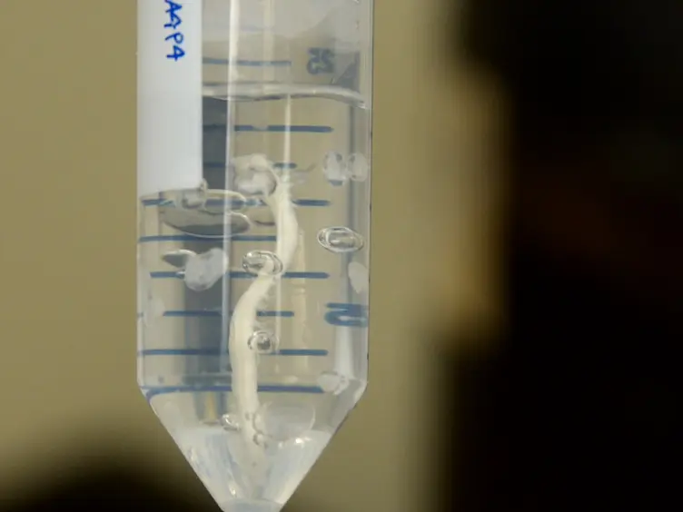 Optical Clearing of the Mouse Central Nervous System Using Passive CLARITY