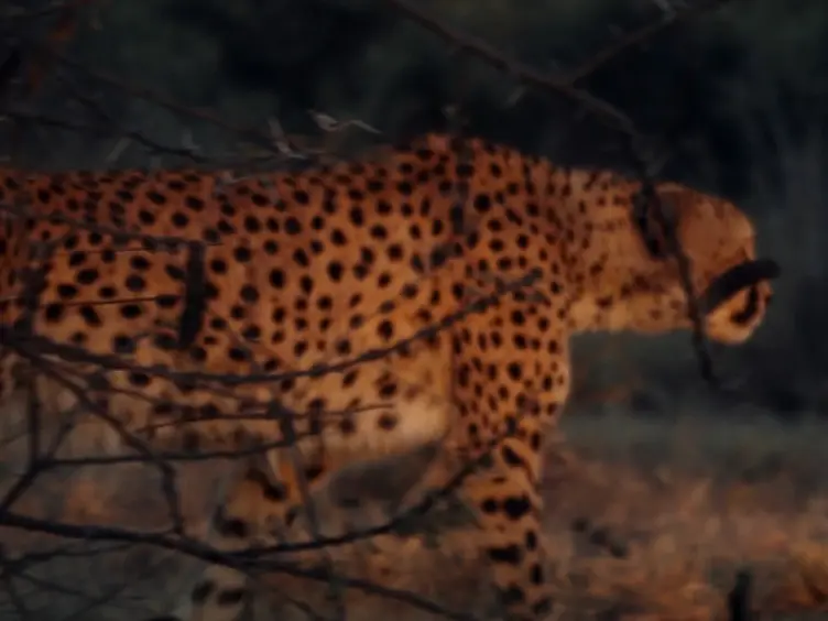 Spotting Cheetahs: Identifying Individuals by Their Footprints