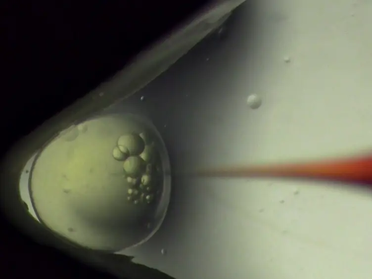 Microinjection for Transgenesis and Genome Editing in Threespine Sticklebacks