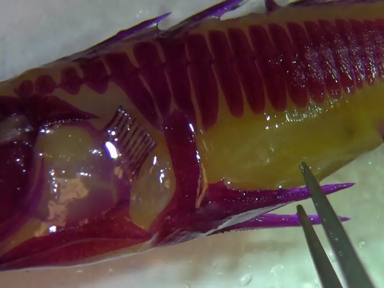 Dissection and Flat-mounting of the Threespine Stickleback Branchial Skeleton